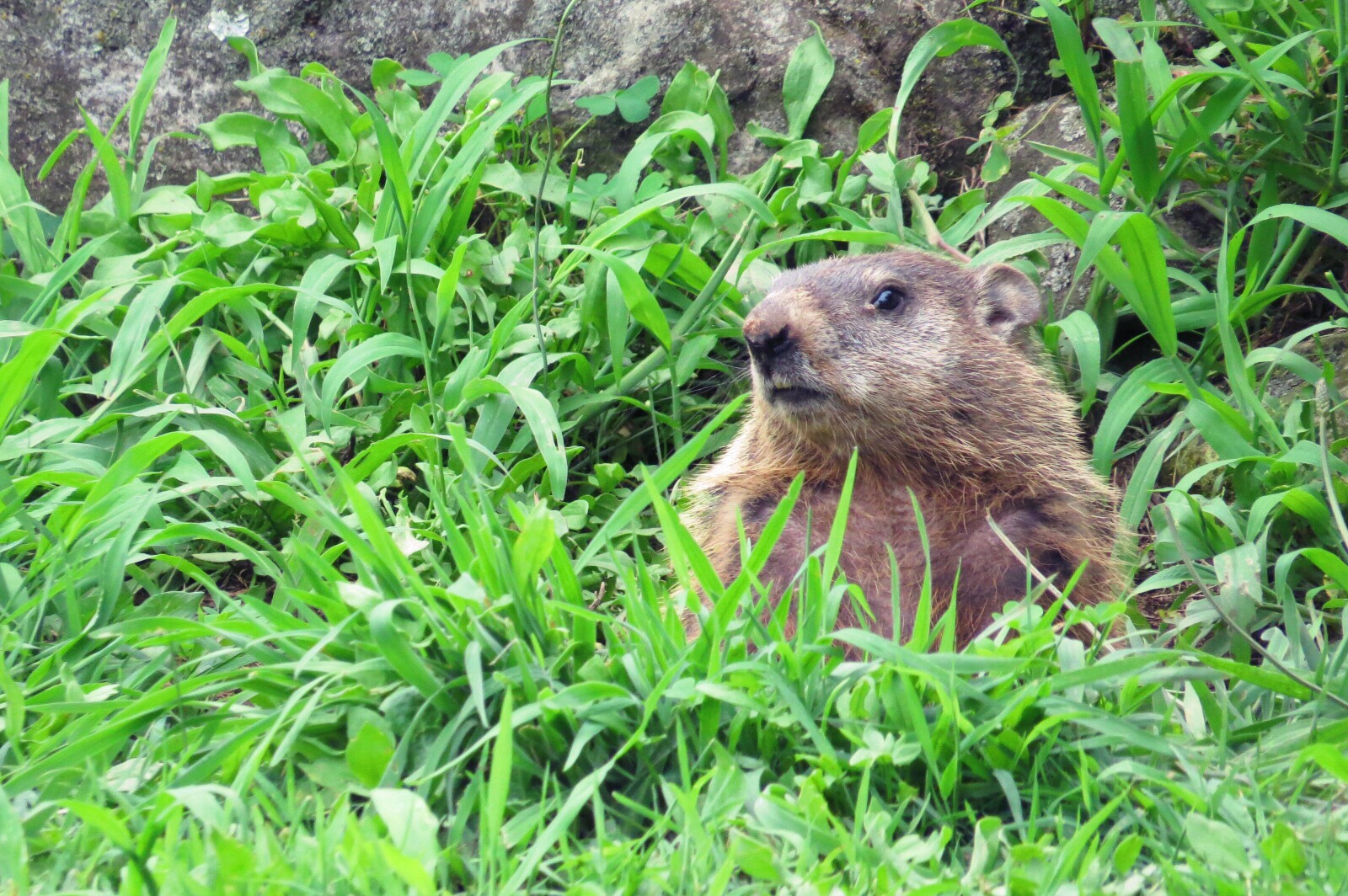 Holes Are For Groundhogs! Dig Yourself out of Your Winter Rut! - The